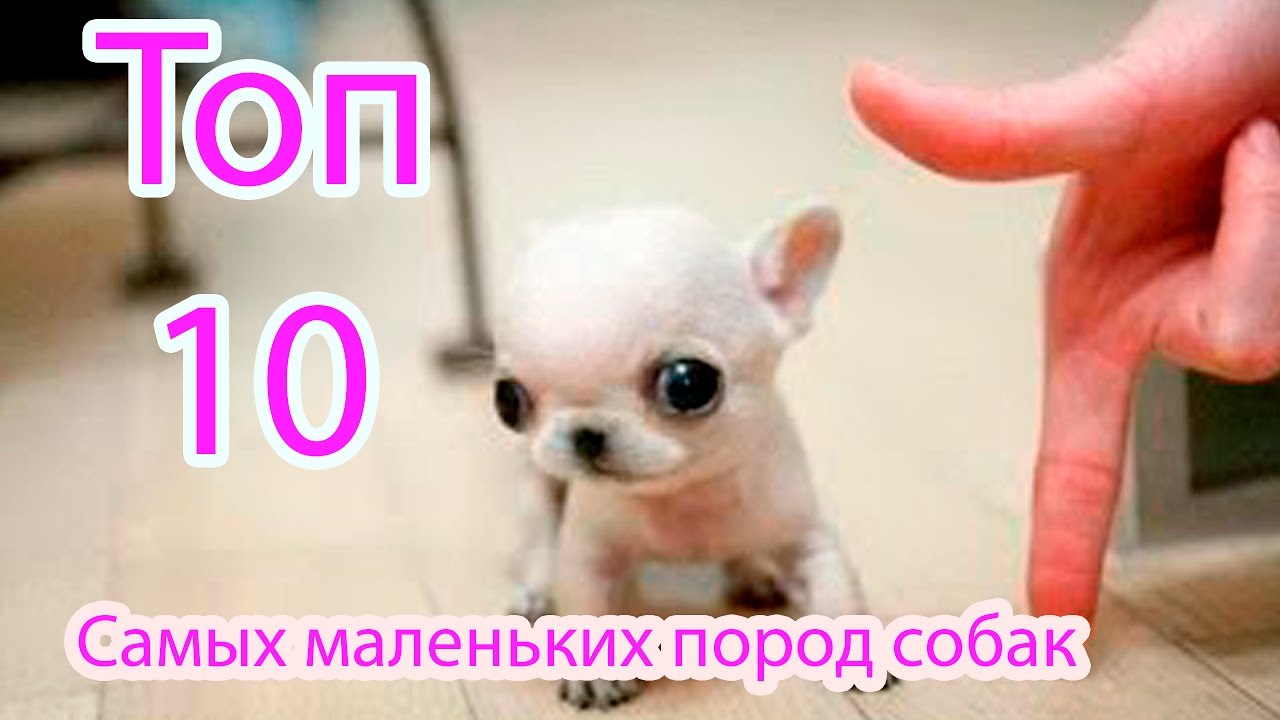 из какой породы собак барон из какой породы собак барон